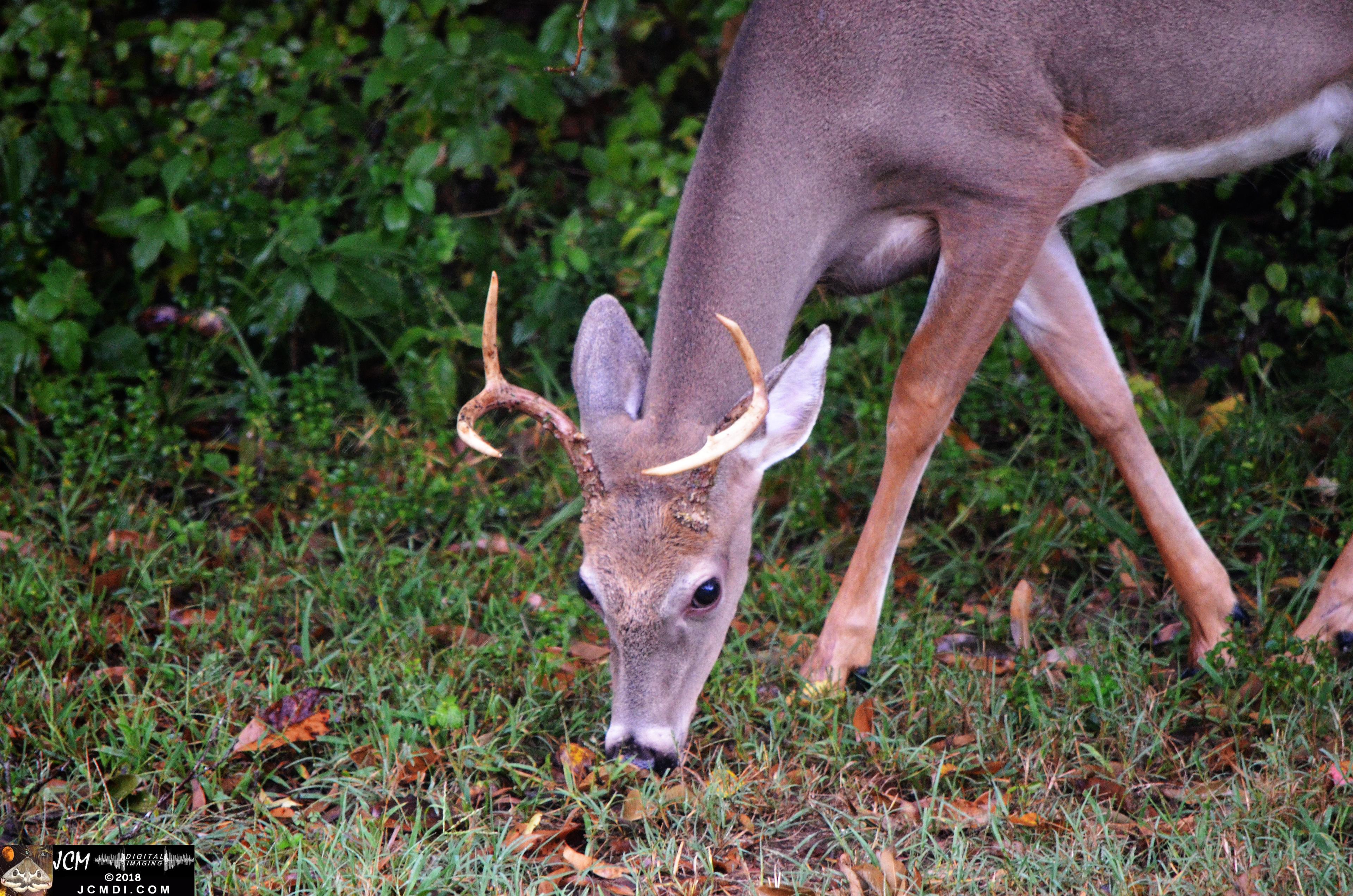 Buck at woods edge (Nikon D5100)